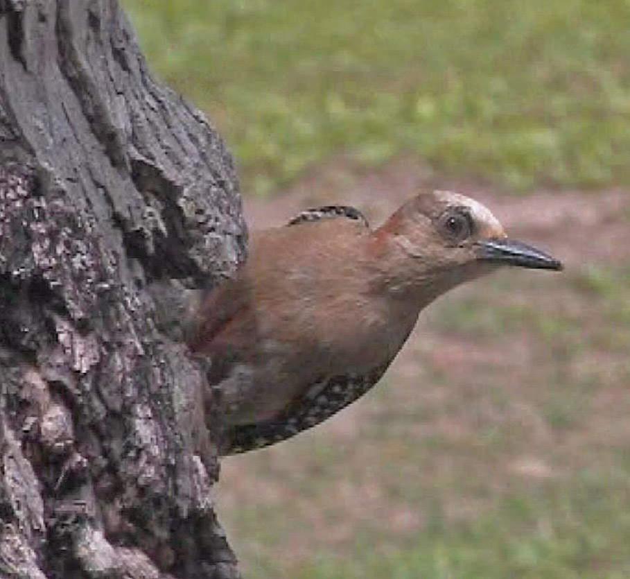 Red-crowned woodpecker