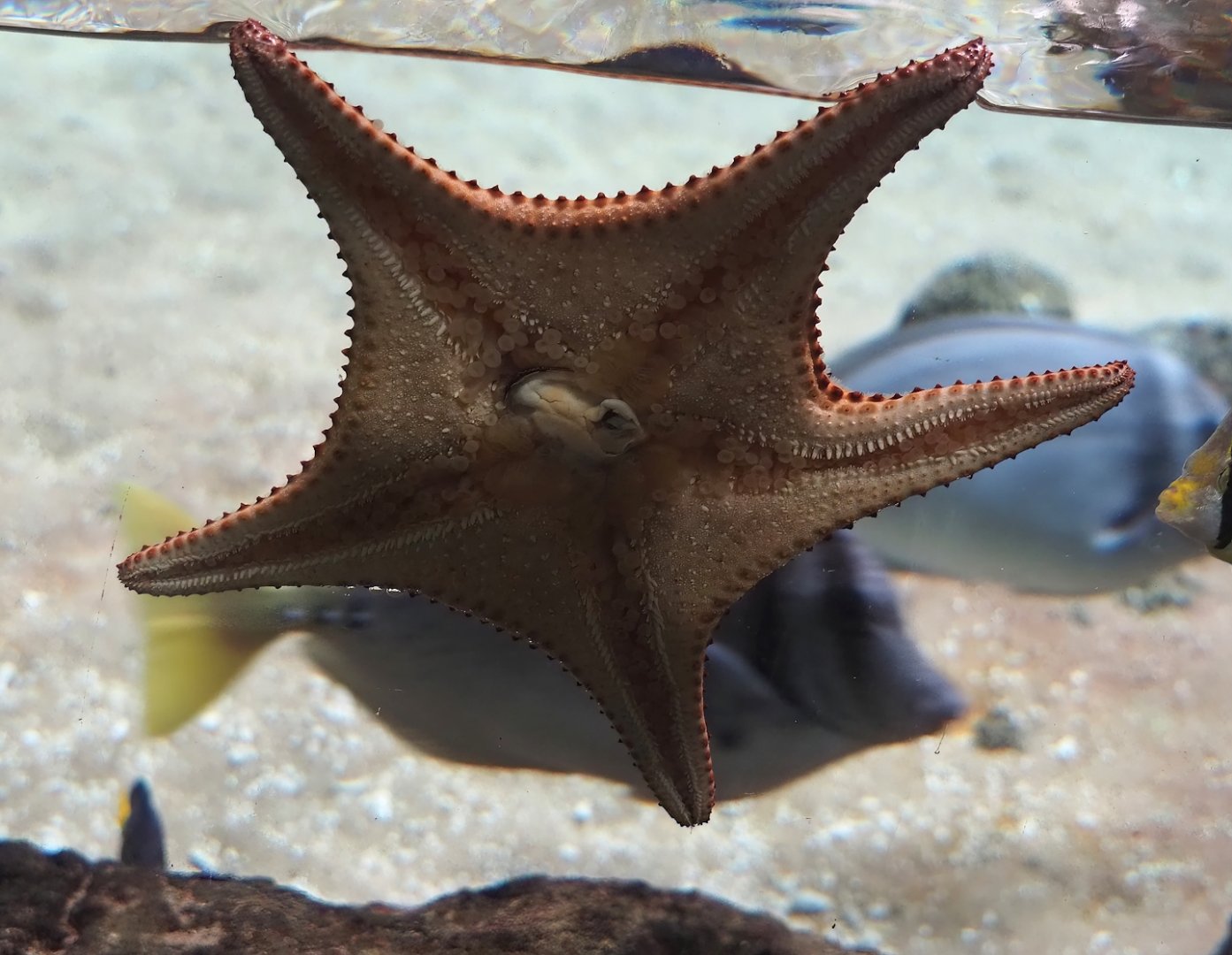 Red cushion sea star (Oreaster reticulatus), 2024-06-30