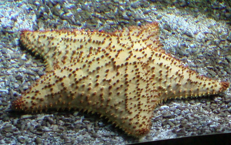 Red Cushion Sea Star (Oreaster reticulatus)