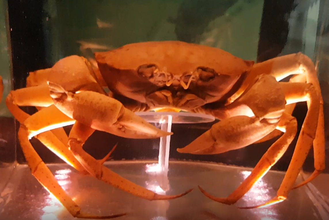 Red deepsea crab - Chaceon affinis