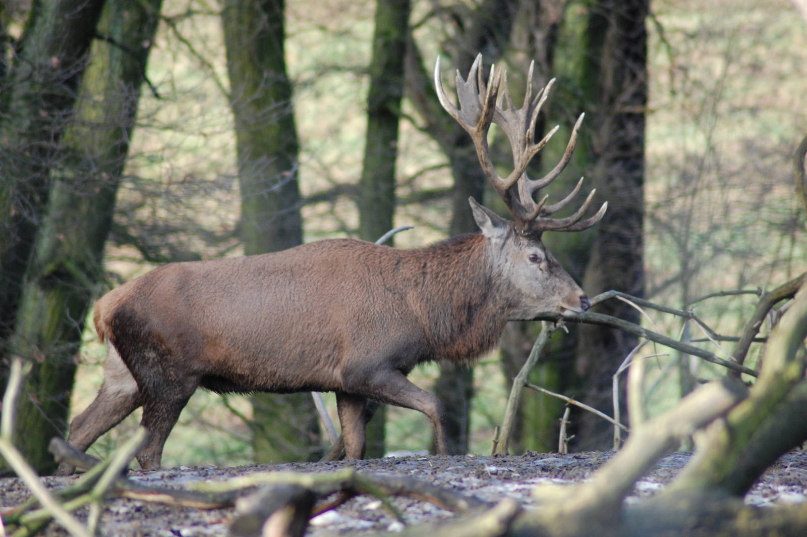 Red deer 08-01-2011
