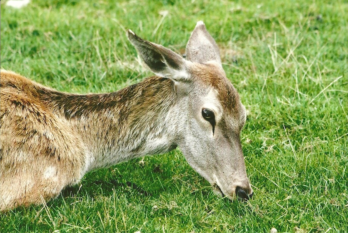 Red Deer 11th September 2012