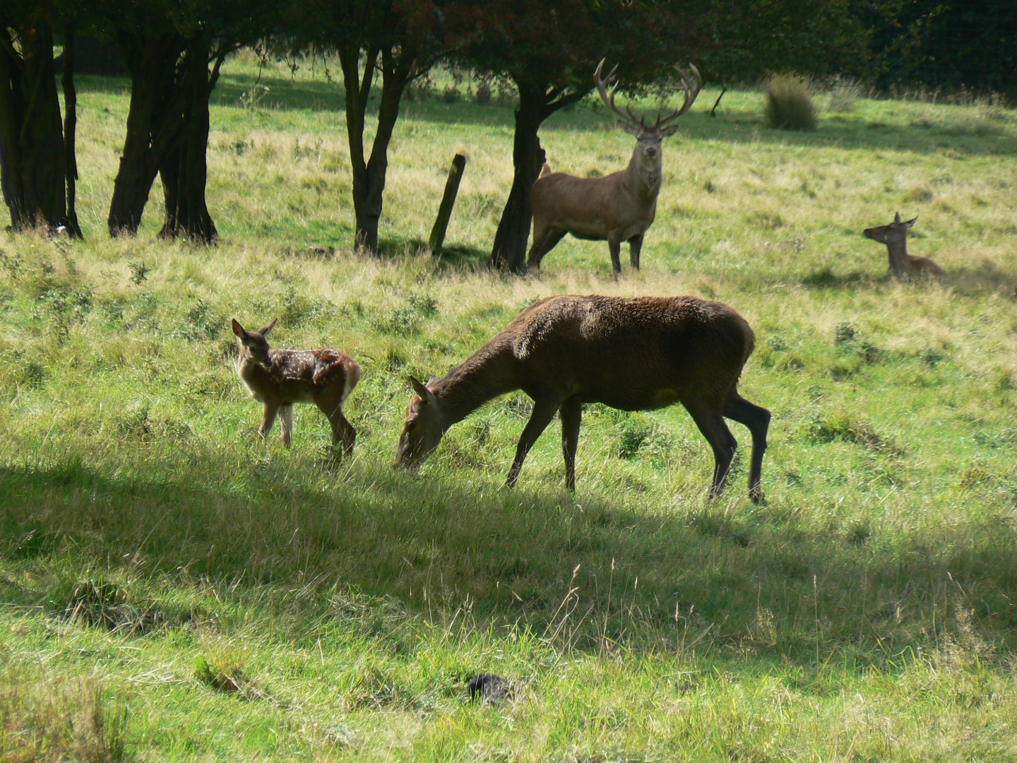 Red Deer - 16 September 2017