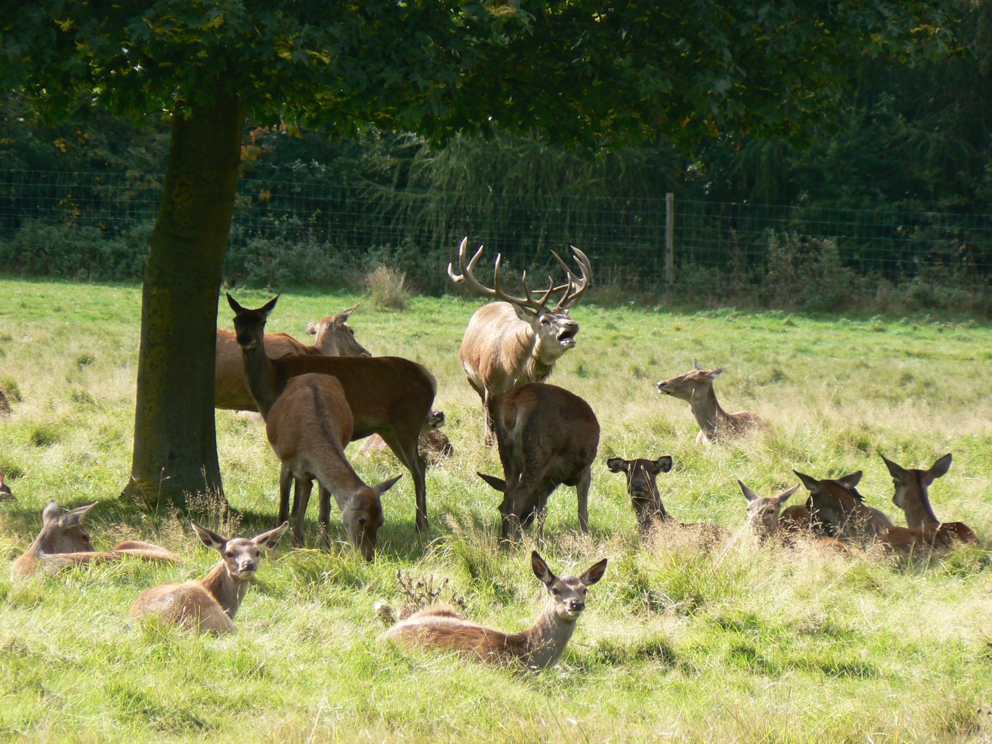 Red Deer - 16 September 2017