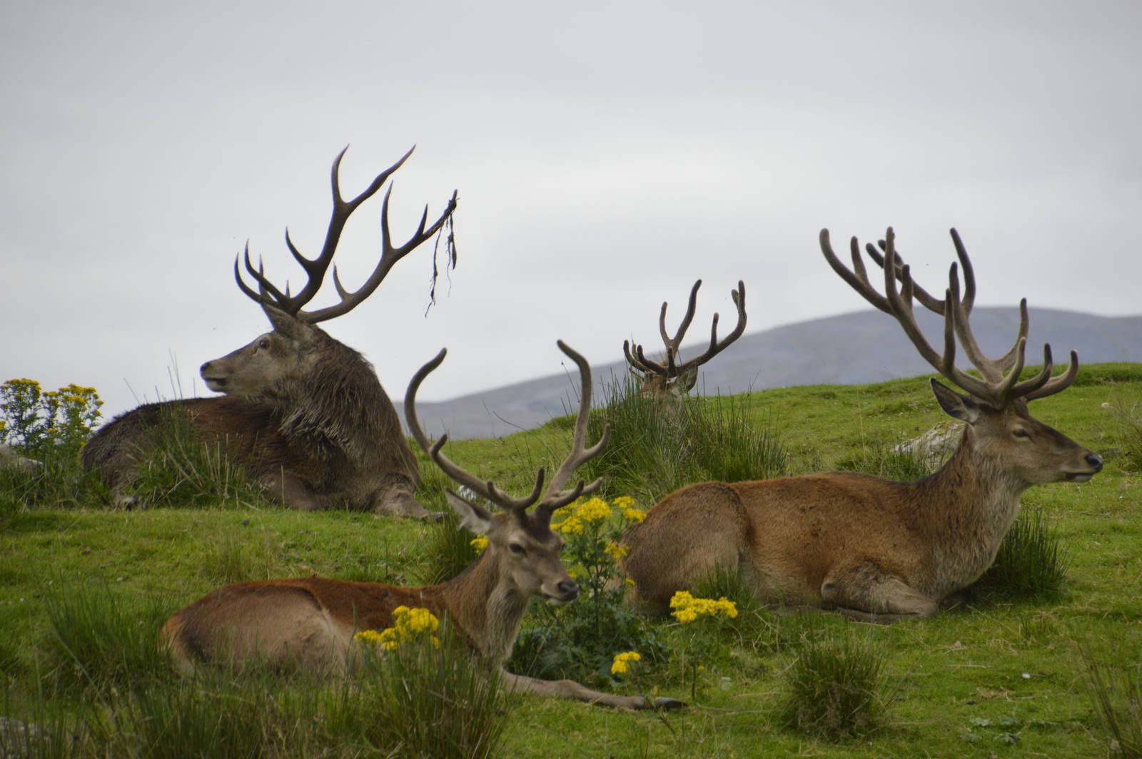 Red Deer 250815