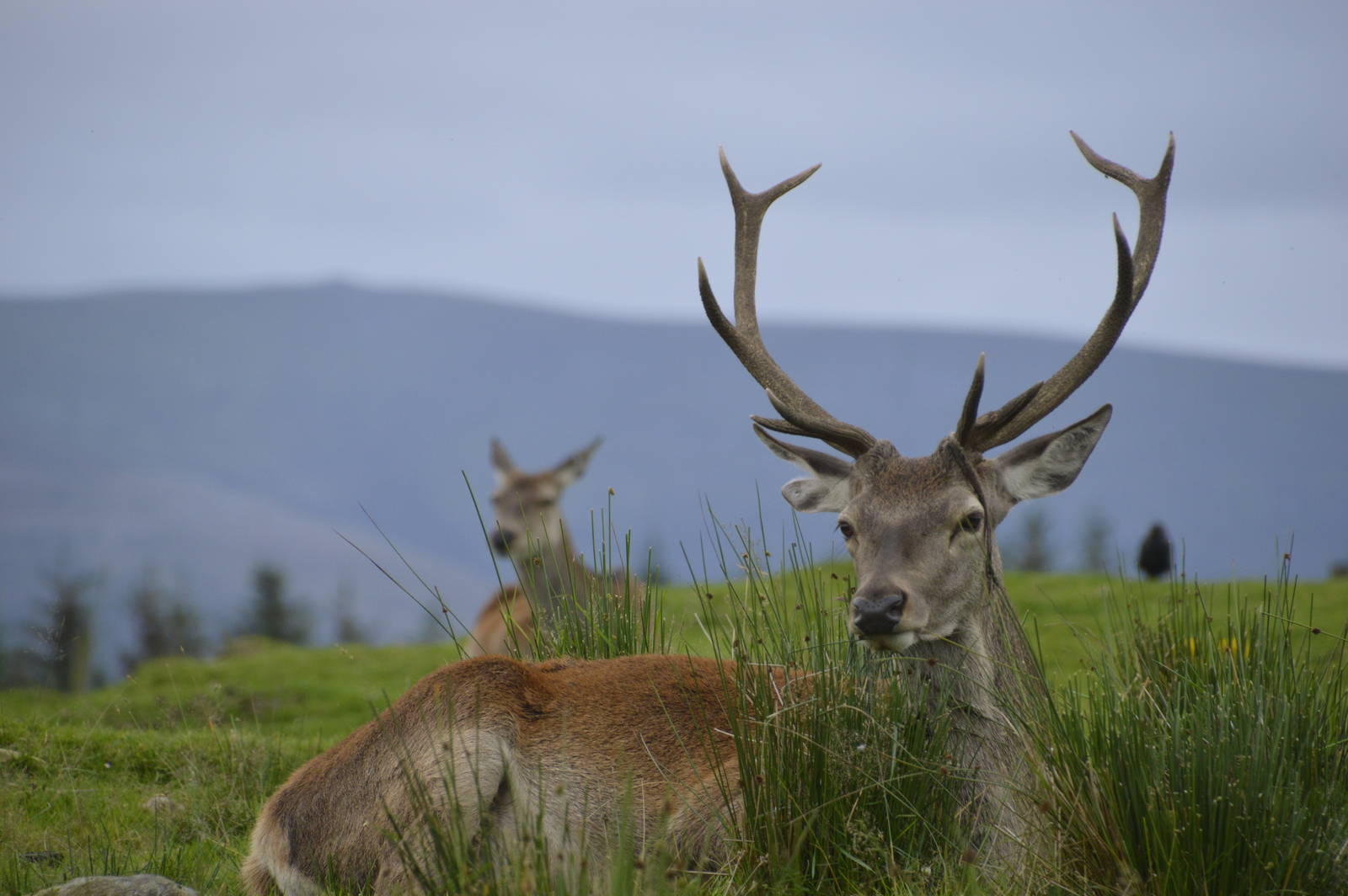 Red Deer 250815