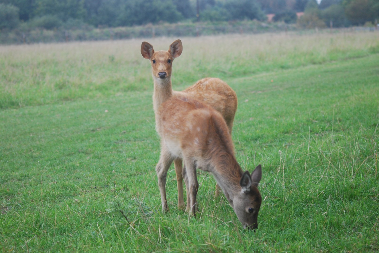 Red deer and barasingha at Watatunga Wildlife Reserve, 16/9/2020