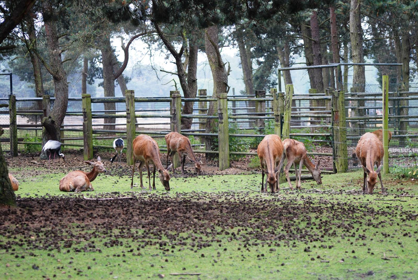 Red Deer and Cranes at Beekse Bergen, 31/05/12