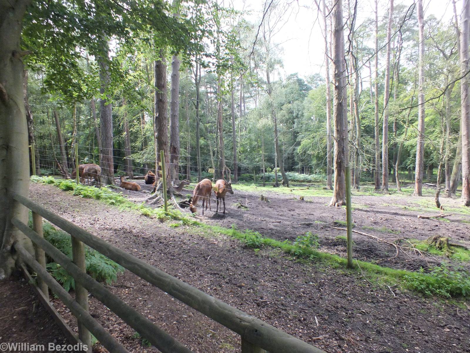Red Deer and European Bison Enclosure
