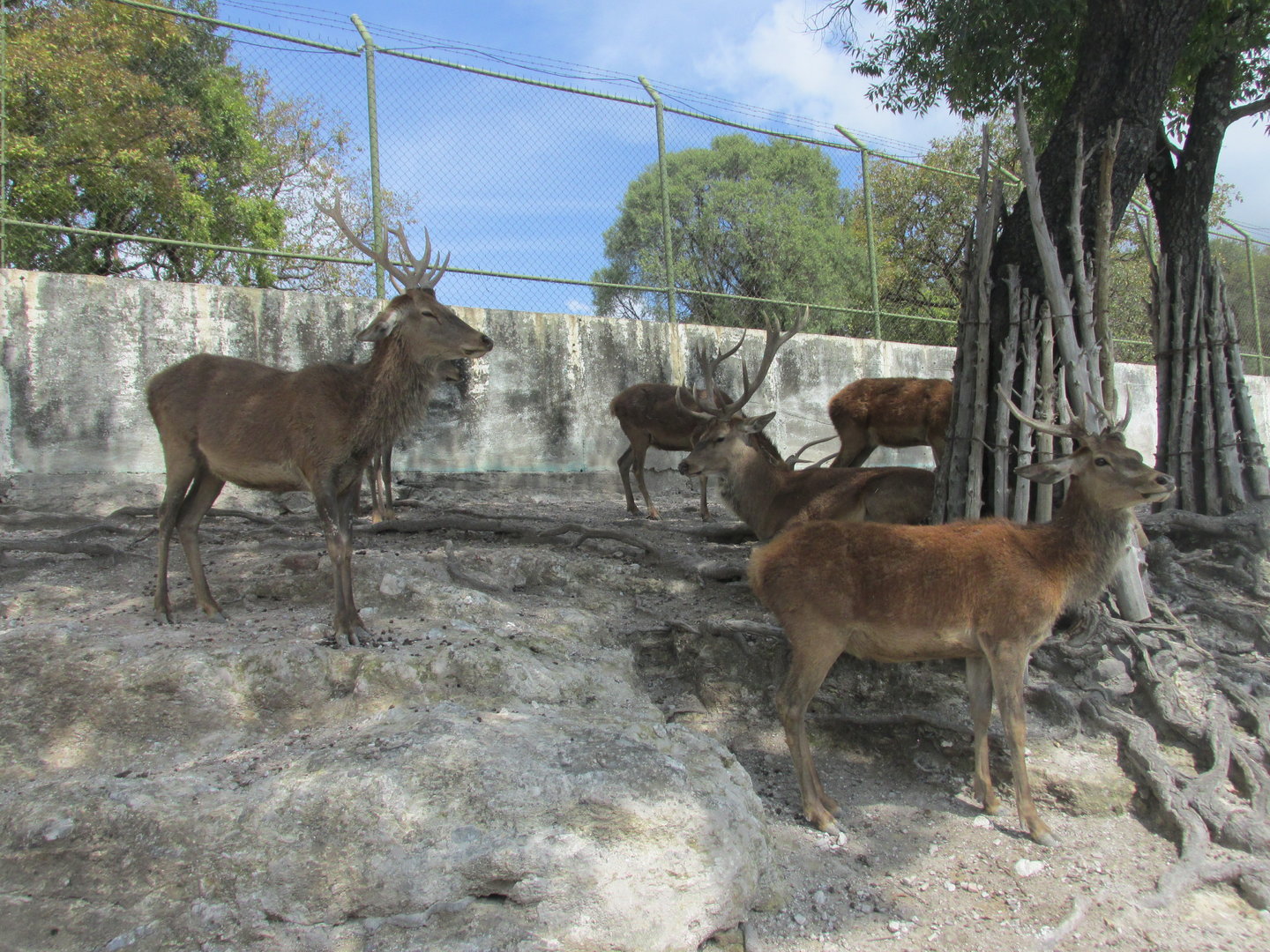 red deer at africam safari