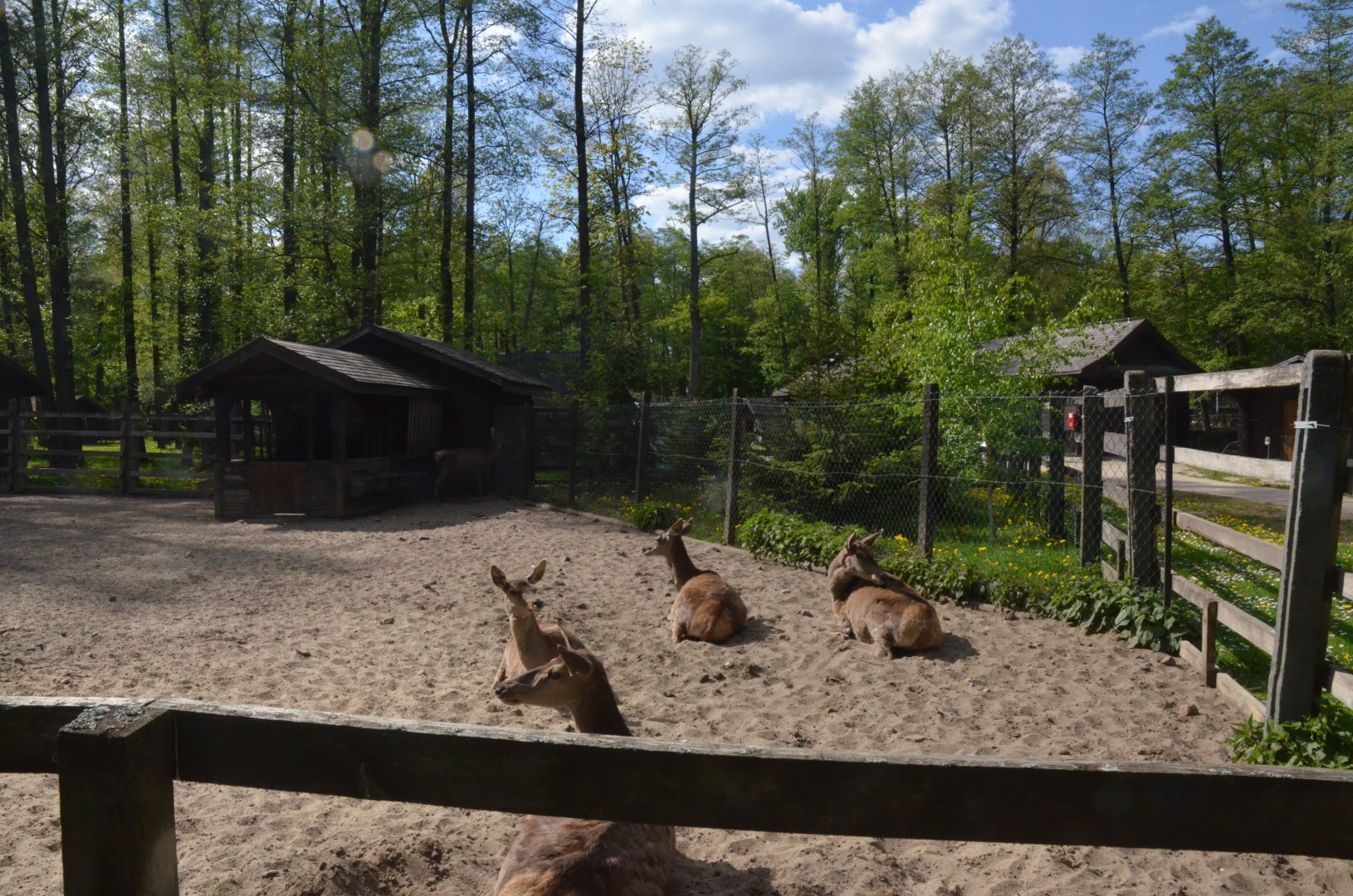 Red Deer at Akcent Zoo Białystok, 08/05/19