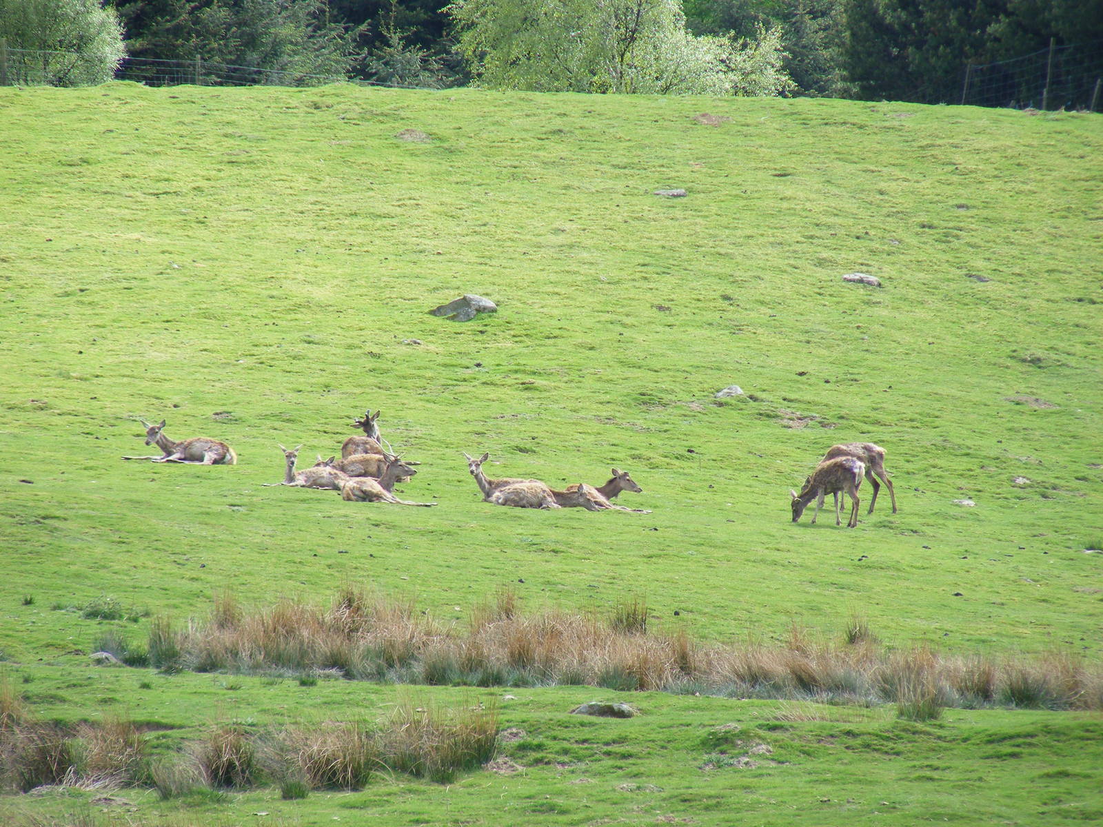 Red deer at Auchingarrich Wildlife Centre, 20 May 2010