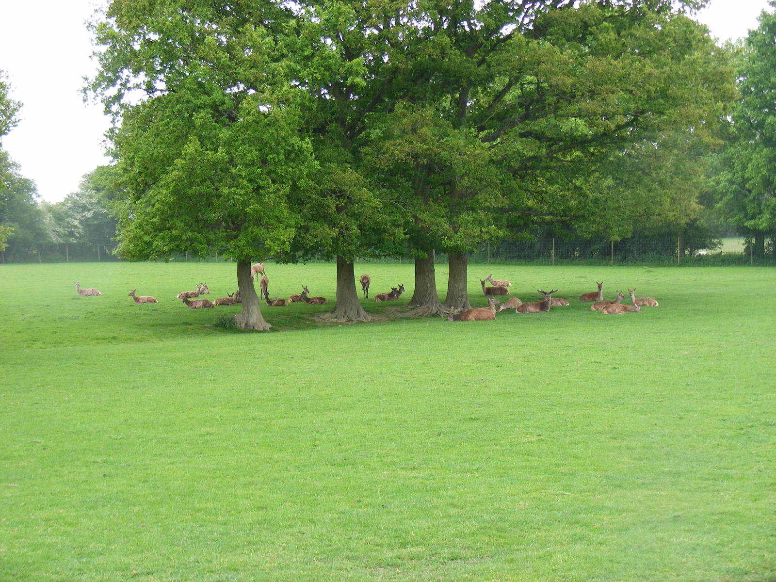 Red deer at British Wildlife Centre, 29 May 2010