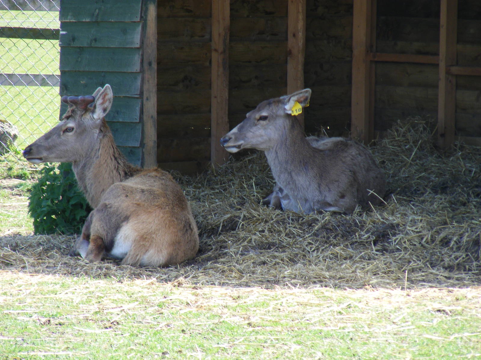 Red deer at Fife Animal Park, 18 May 2010