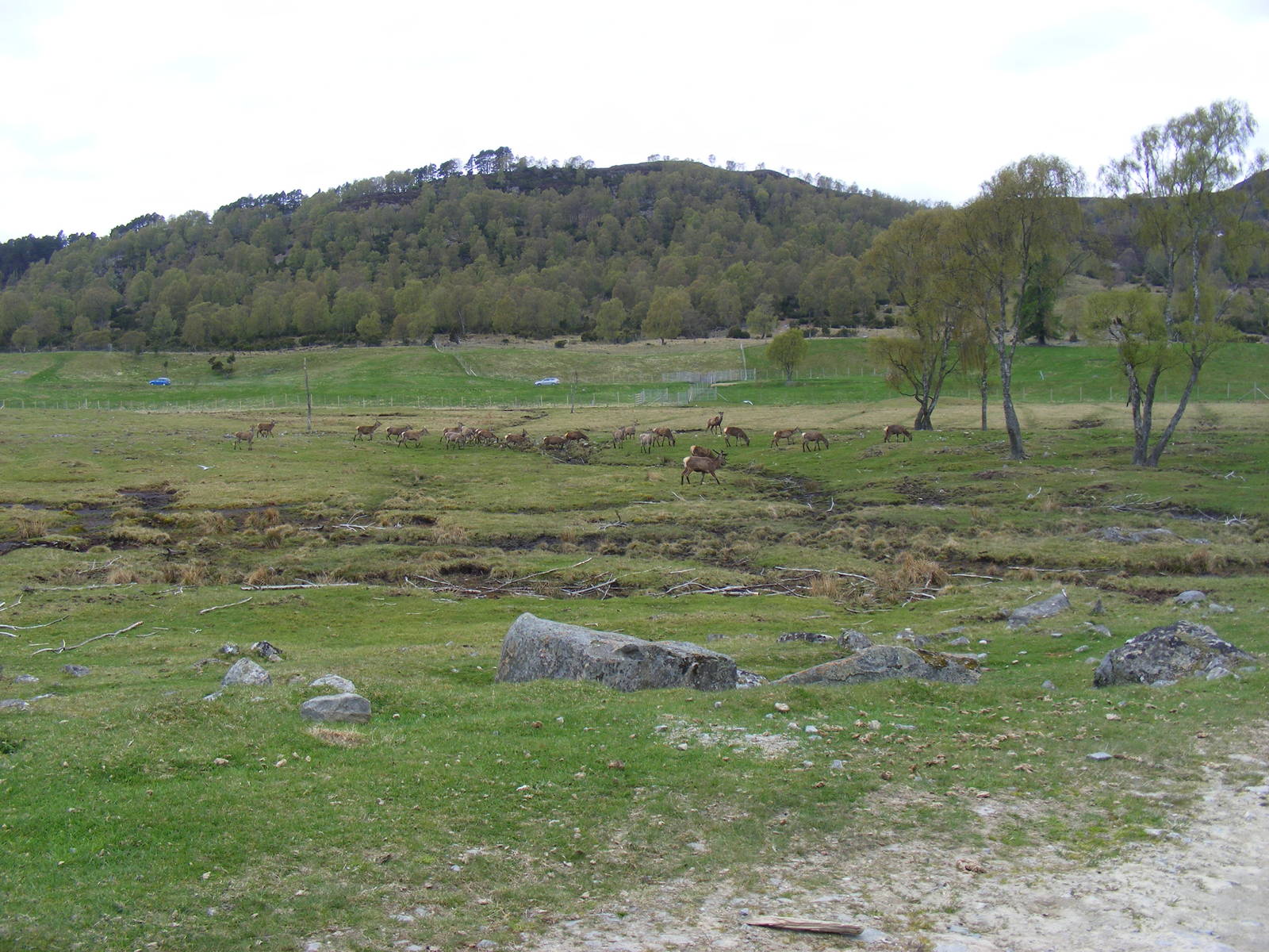 Red deer at Highland Wildlife Park, 17 May 2010