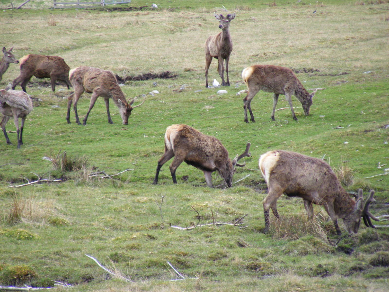 Red deer at Highland Wildlife Park, 17 May 2010