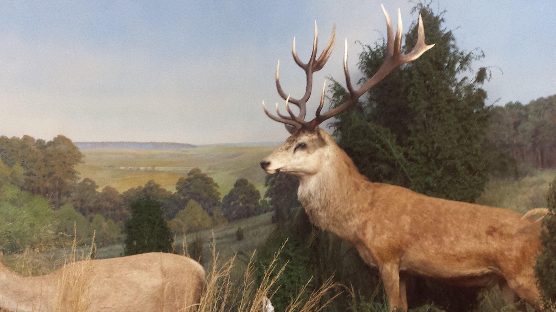 Red deer at Museum Koenig Bonn