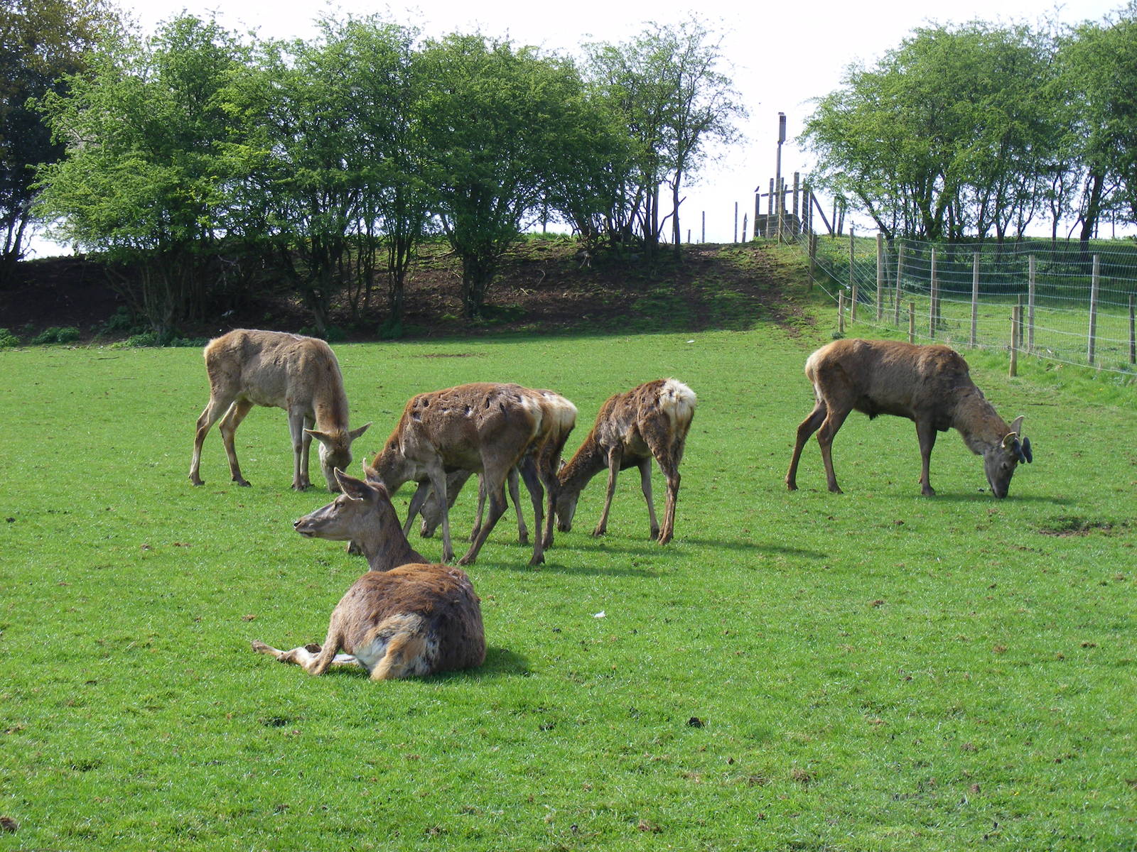 Red deer at Noah's Ark Zoo Farm, 1 May 2010