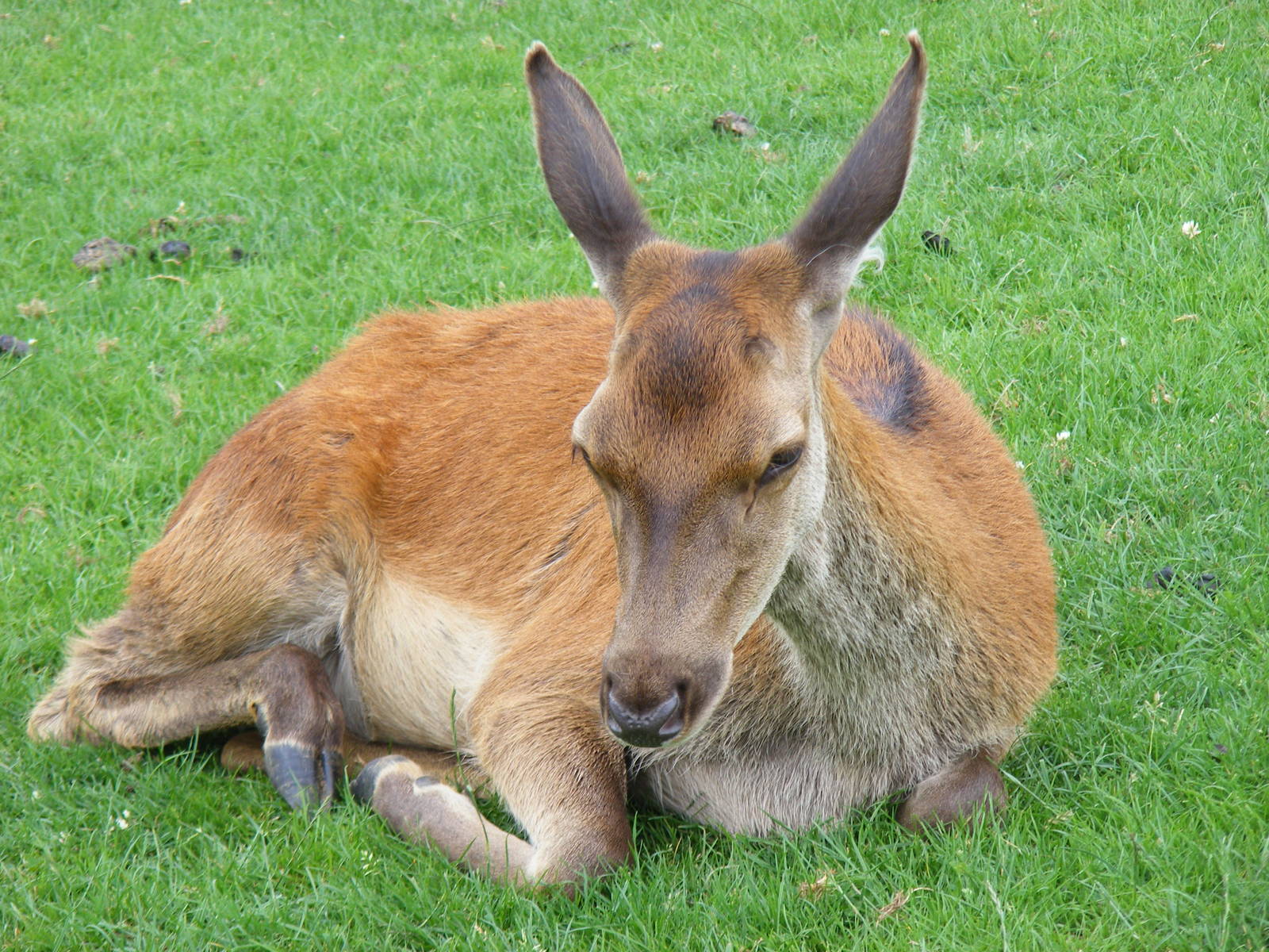 Red deer at Noah's Ark Zoo Farm, 31 July 2010