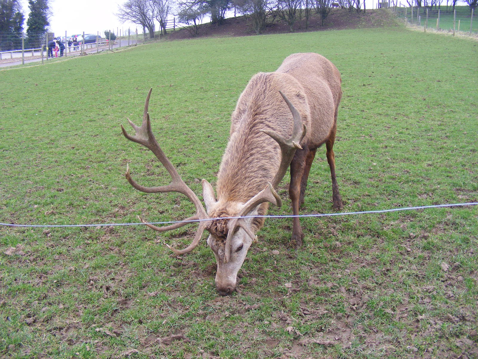 Red deer at Noah's Ark Zoo Farm, 5 March 2011
