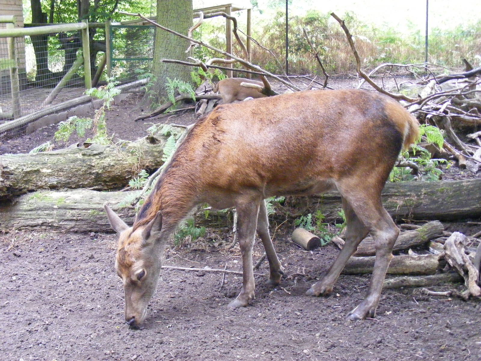 Red deer at Paradise Wildlife Park, 5 September 2010