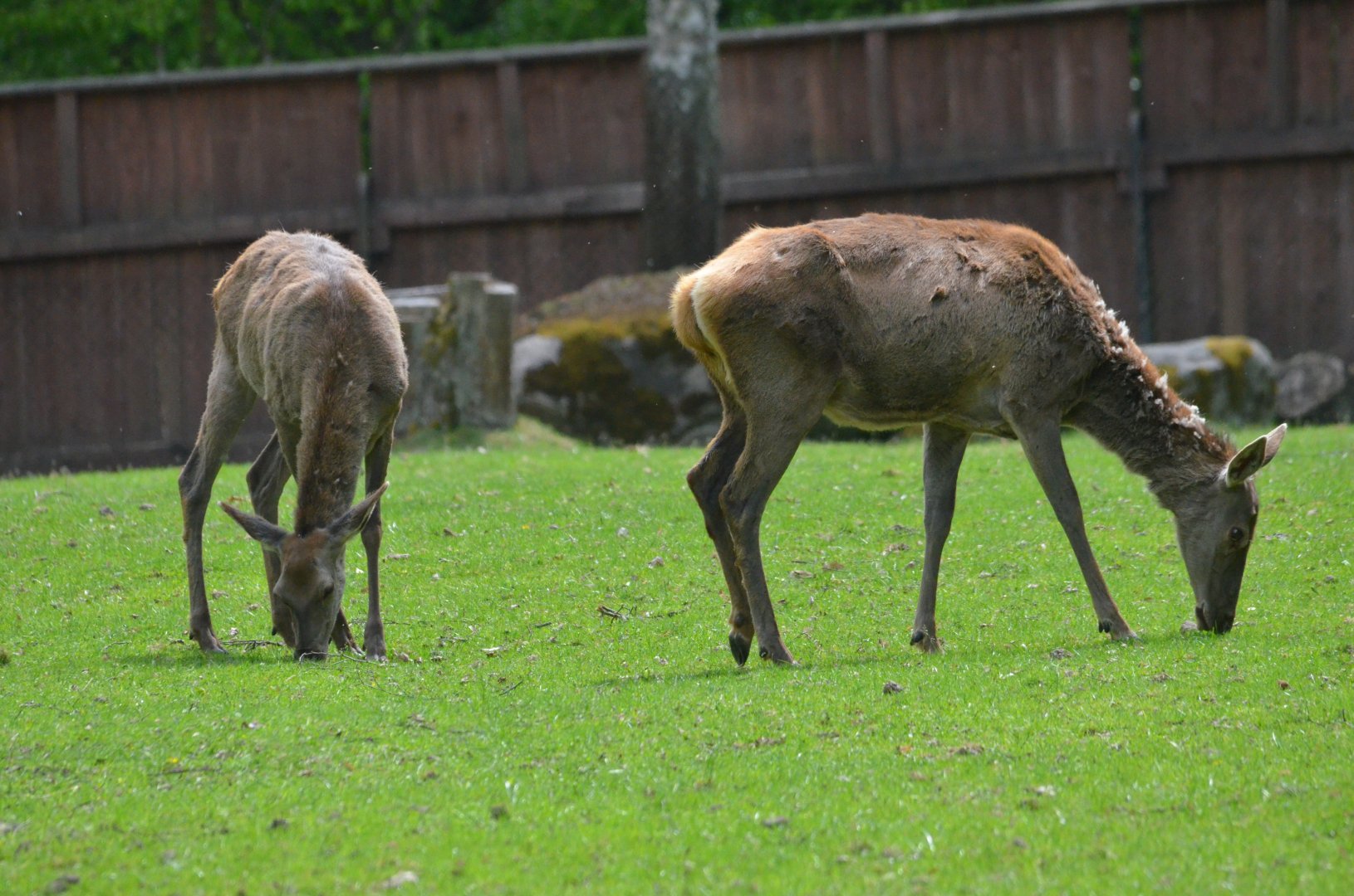 Red Deer at Rezerwat Pokazowy Żubrów, Białowieża 07/05/19