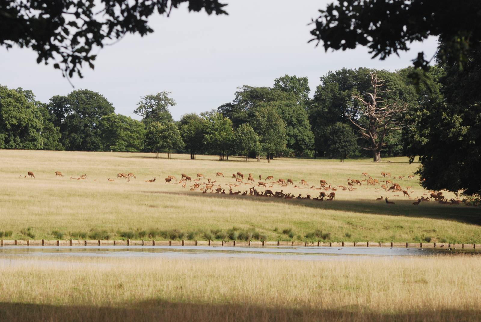 Red Deer at Woburn, 01/09/13