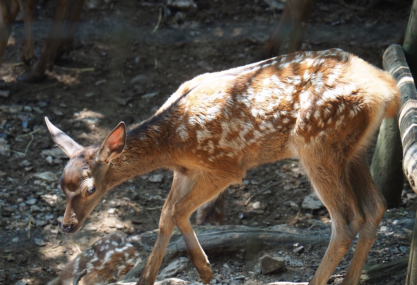 Red deer (Cervus elaphus) fawn, 2023-06-24