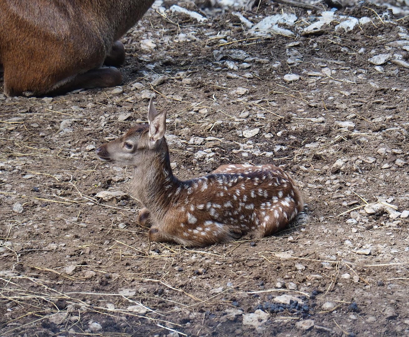 Red deer (Cervus elaphus) fawn, 2023-06-24