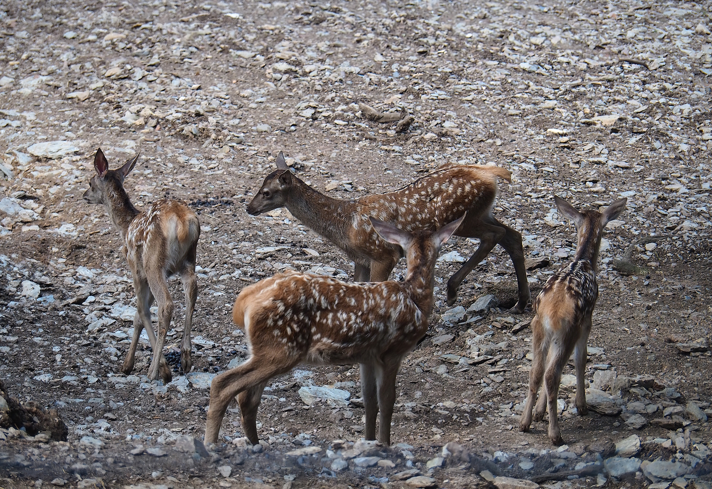 Red deer (Cervus elaphus) fawns, 2023-06-24