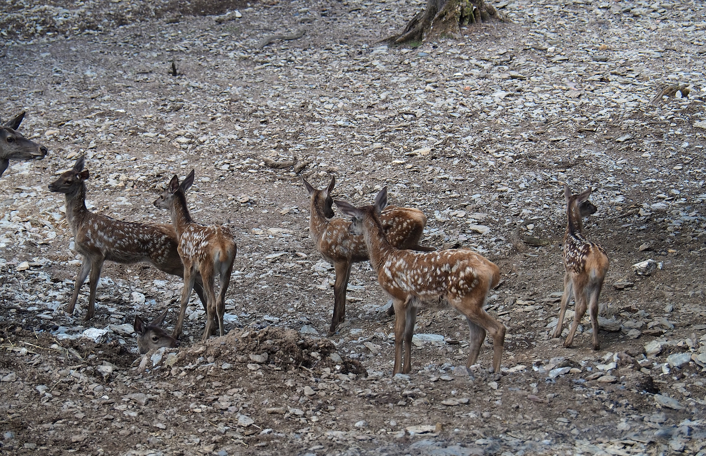 Red deer (Cervus elaphus) fawns, 2023-06-24