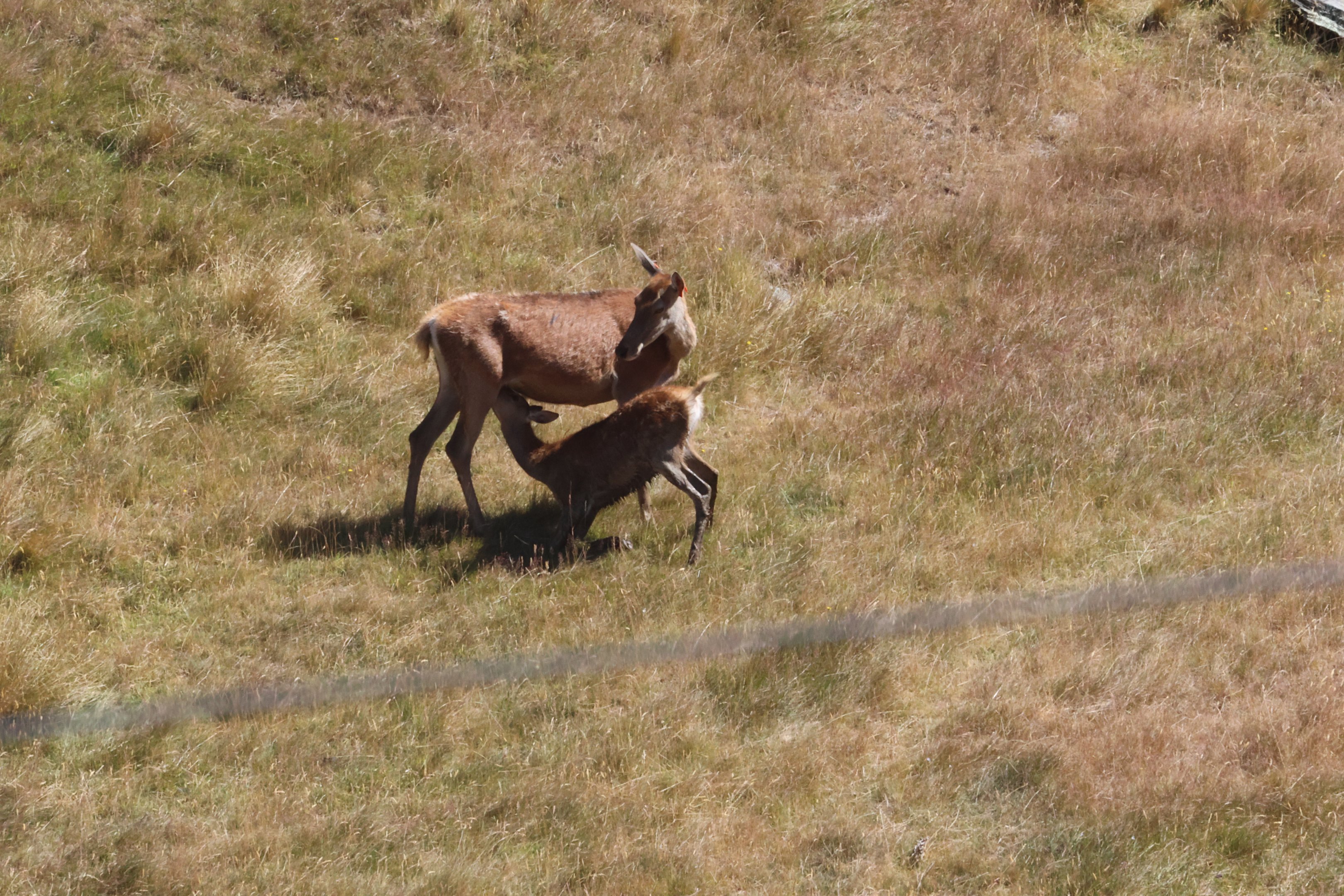 Red Deer (Cervus elaphus) female with fawn, Deer Park Heights (Queenstown)