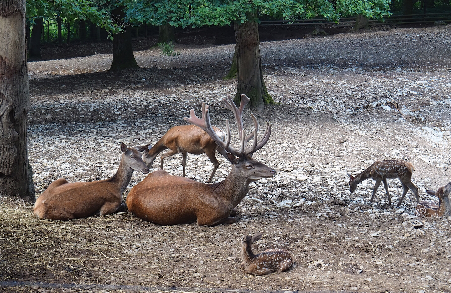 Red deer (Cervus elaphus) herd, 2023-06-24