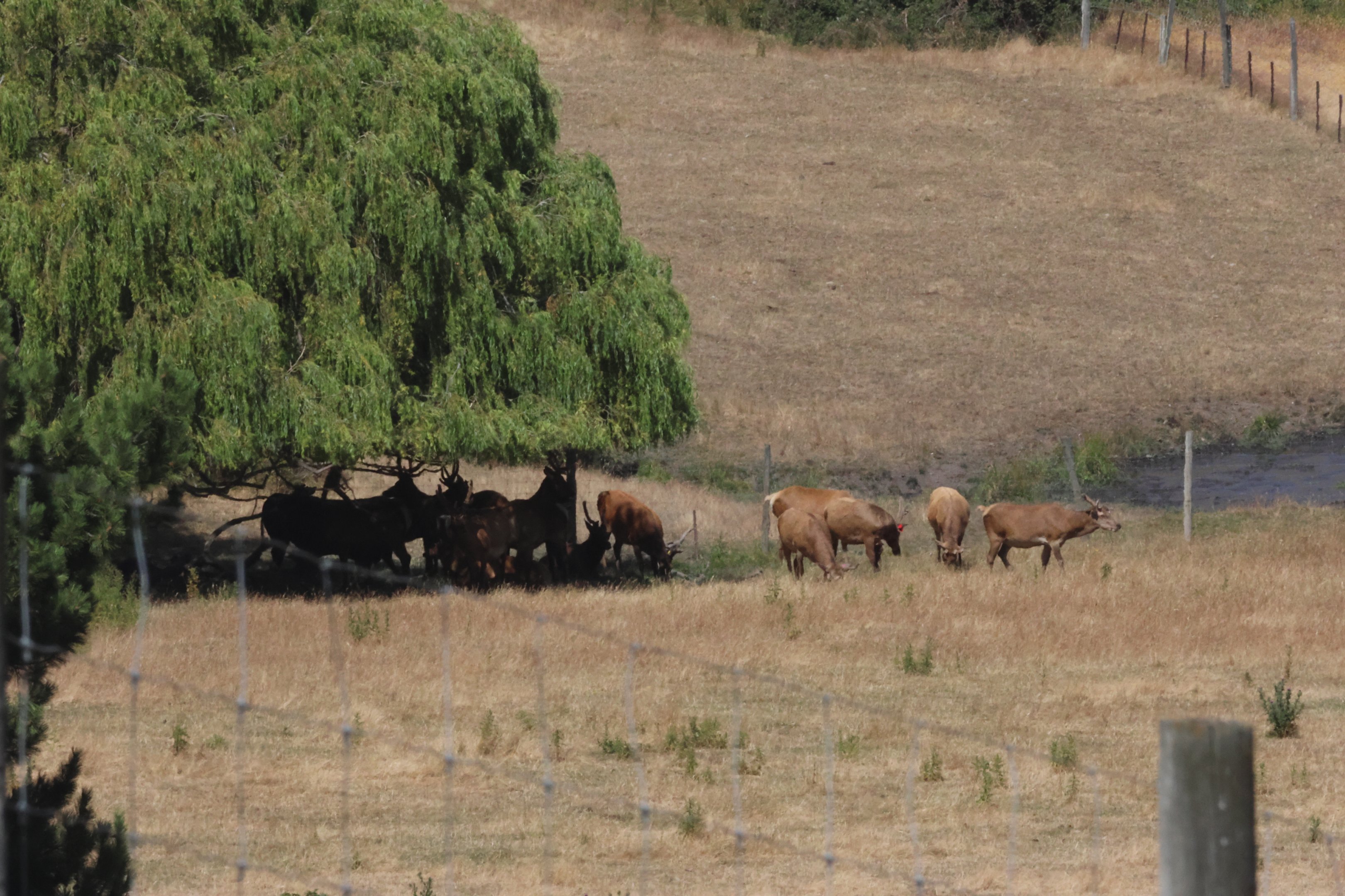 Red Deer (Cervus elaphus) herd, Deer Park Heights (Queenstown)