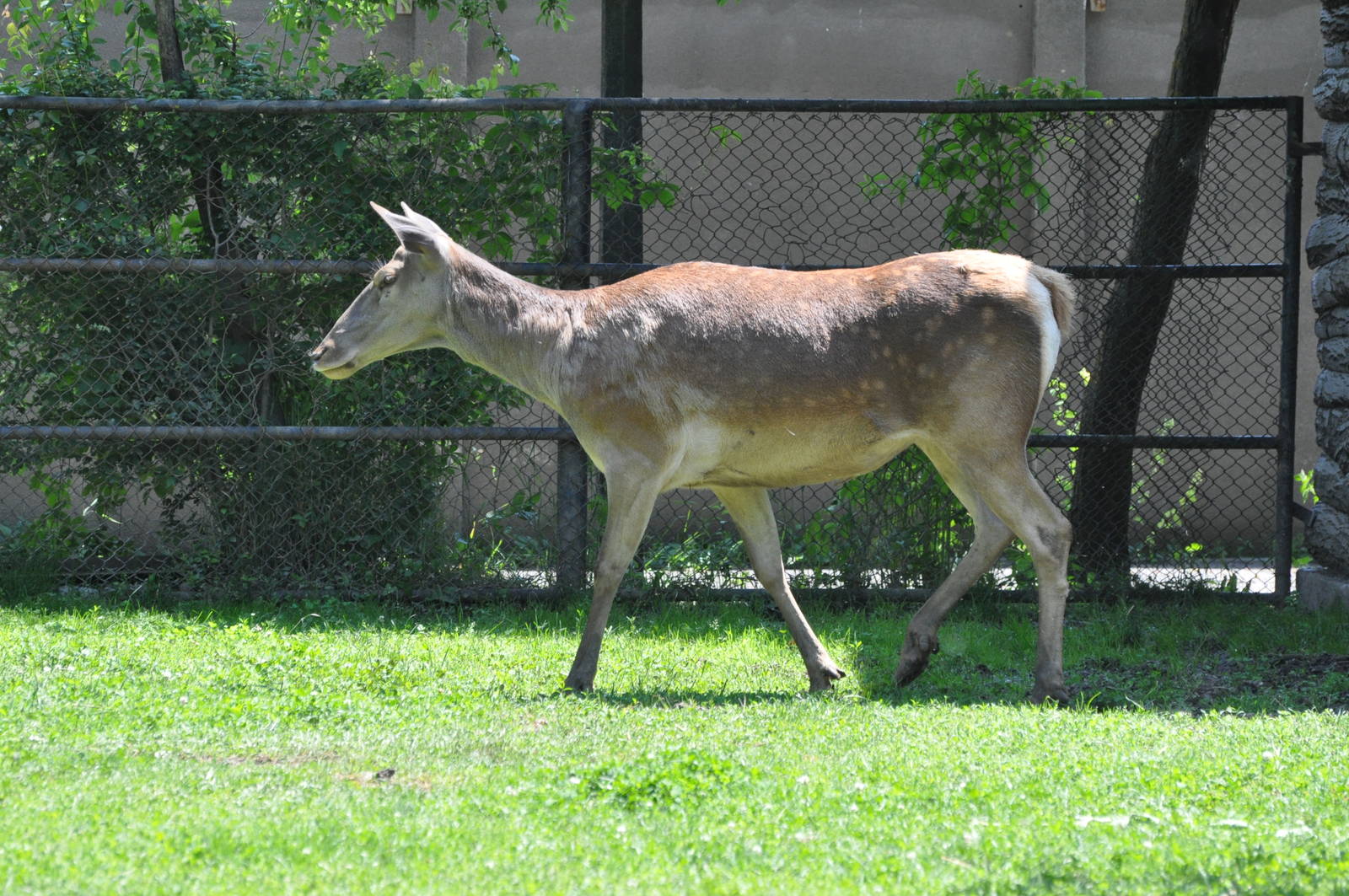 Red deer/ Cervus elaphus hippelaphus