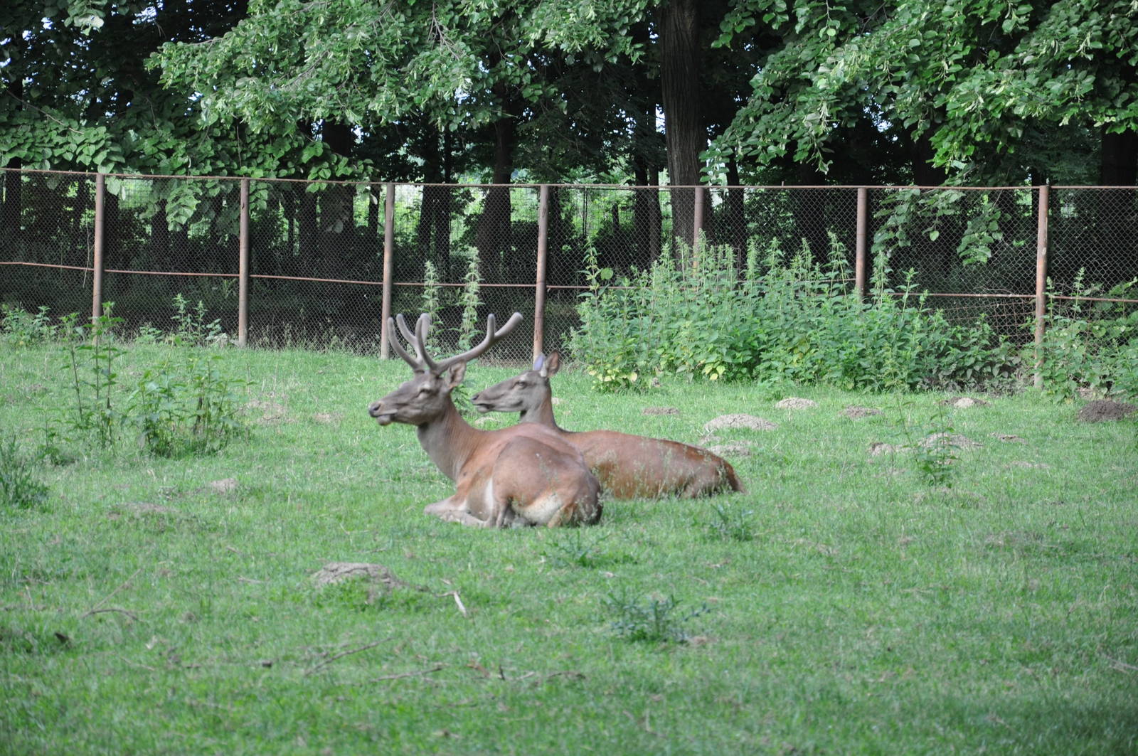 Red deer/ Cervus elaphus hippelaphus