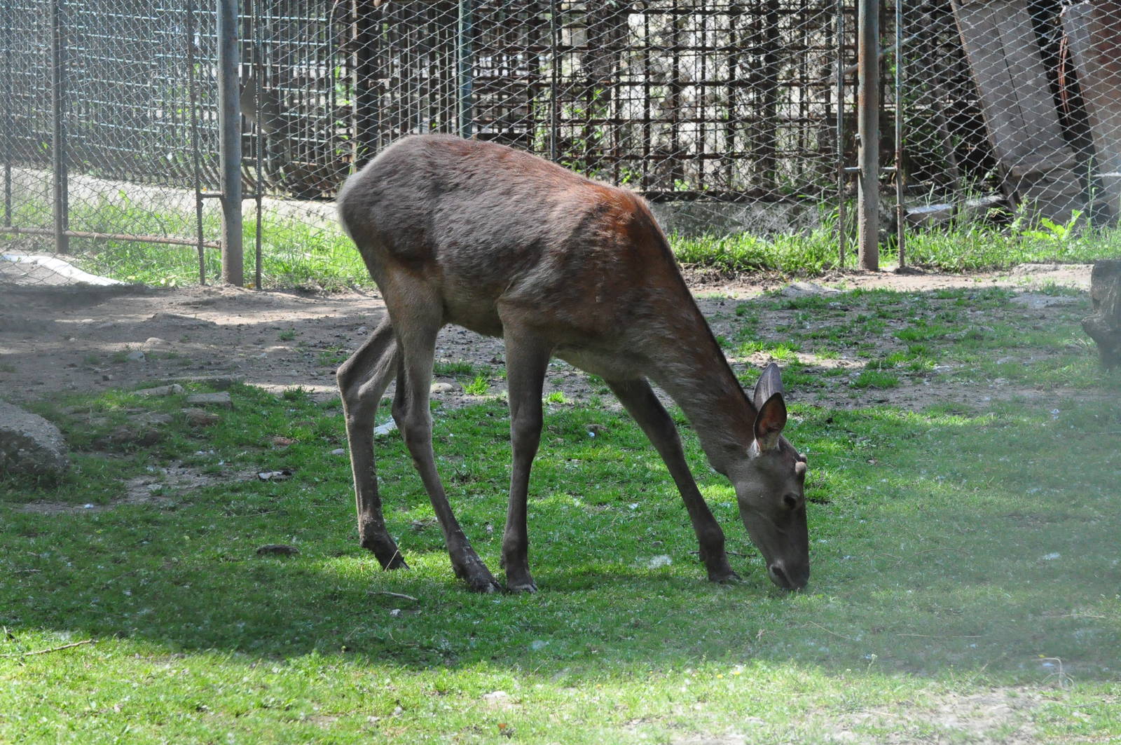 Red deer/ Cervus elaphus hippelaphus