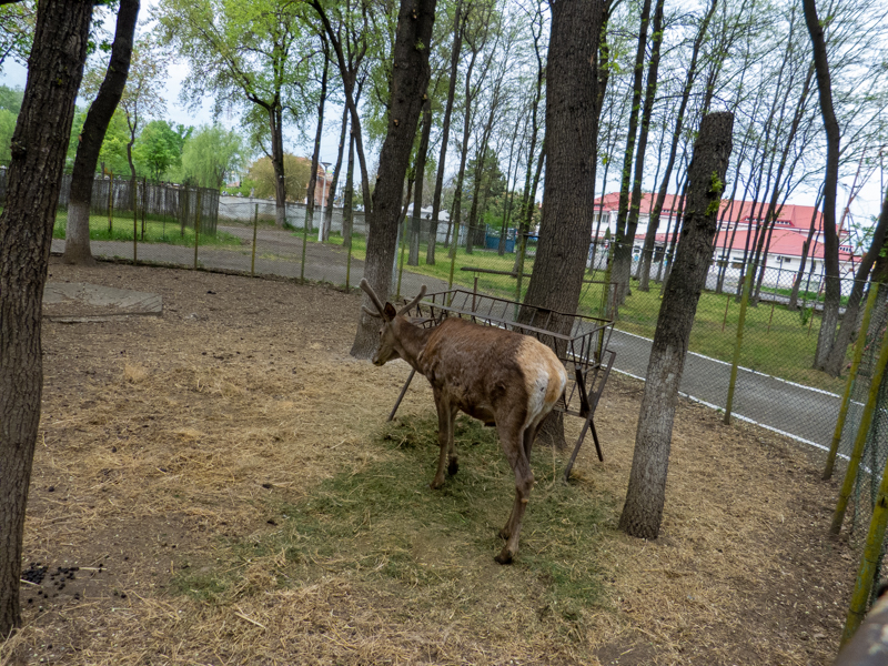 Red deer / Cervus elaphus montanus