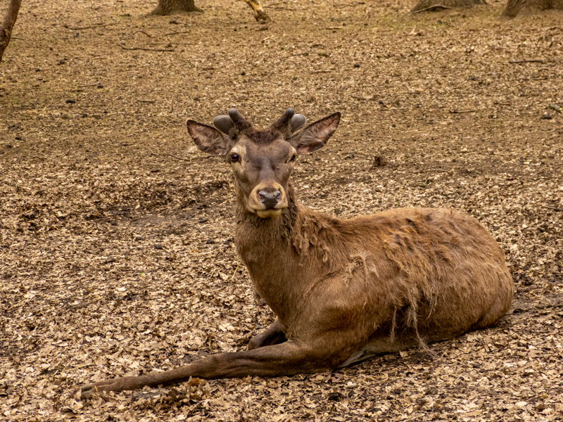 Red deer / Cervus elaphus montanus