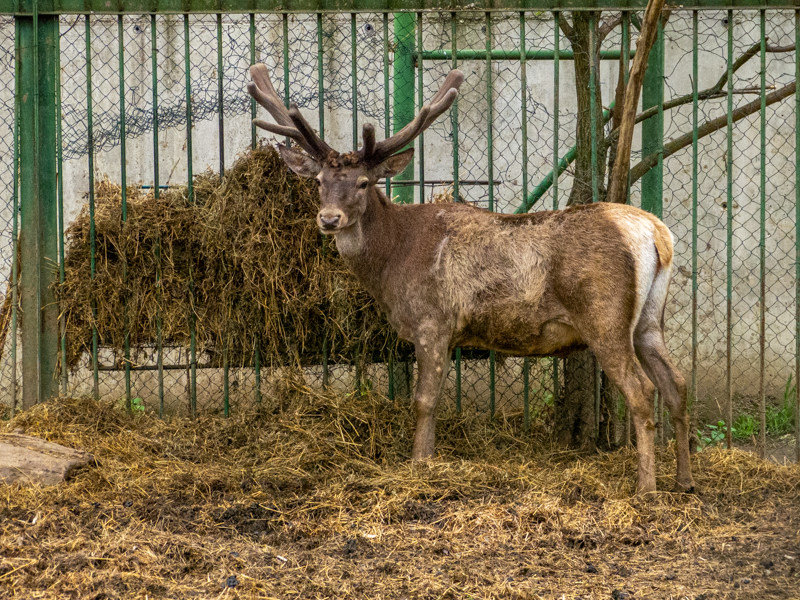 Red deer / Cervus elaphus montanus
