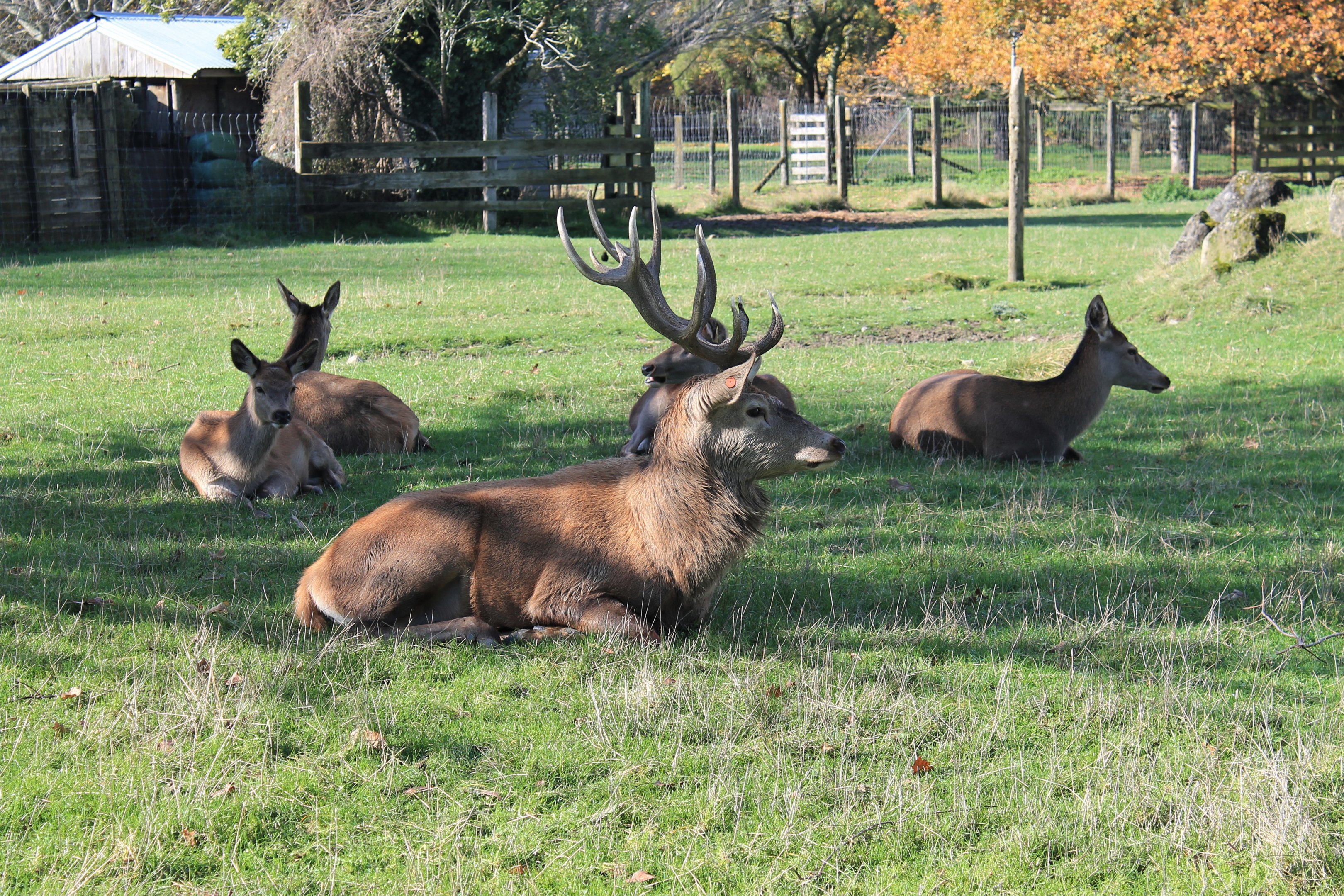 Red Deer (Cervus elaphus), Queen Elizabeth Park, Masterton