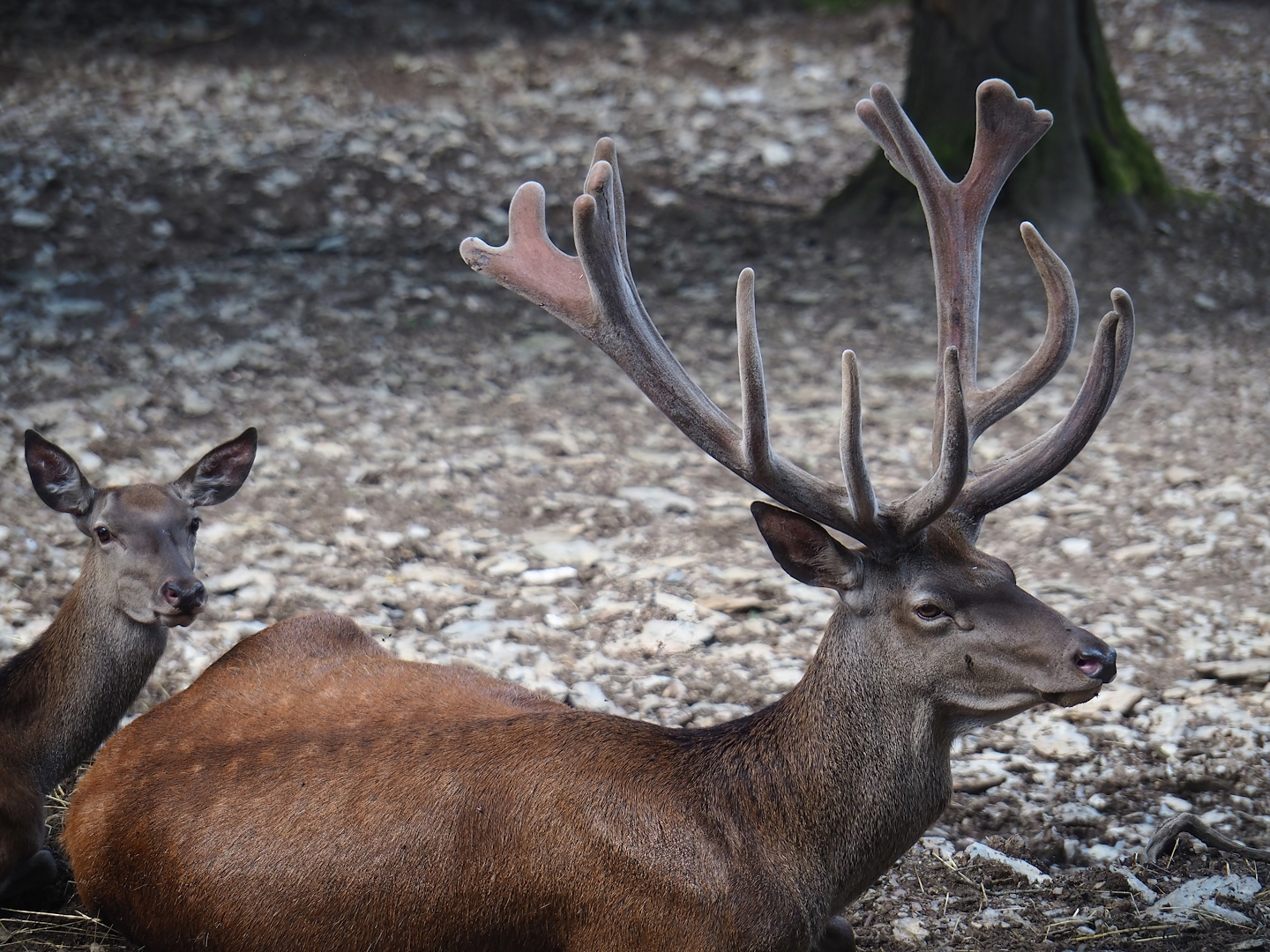 Red deer (Cervus elaphus) stag, 2023-06-24