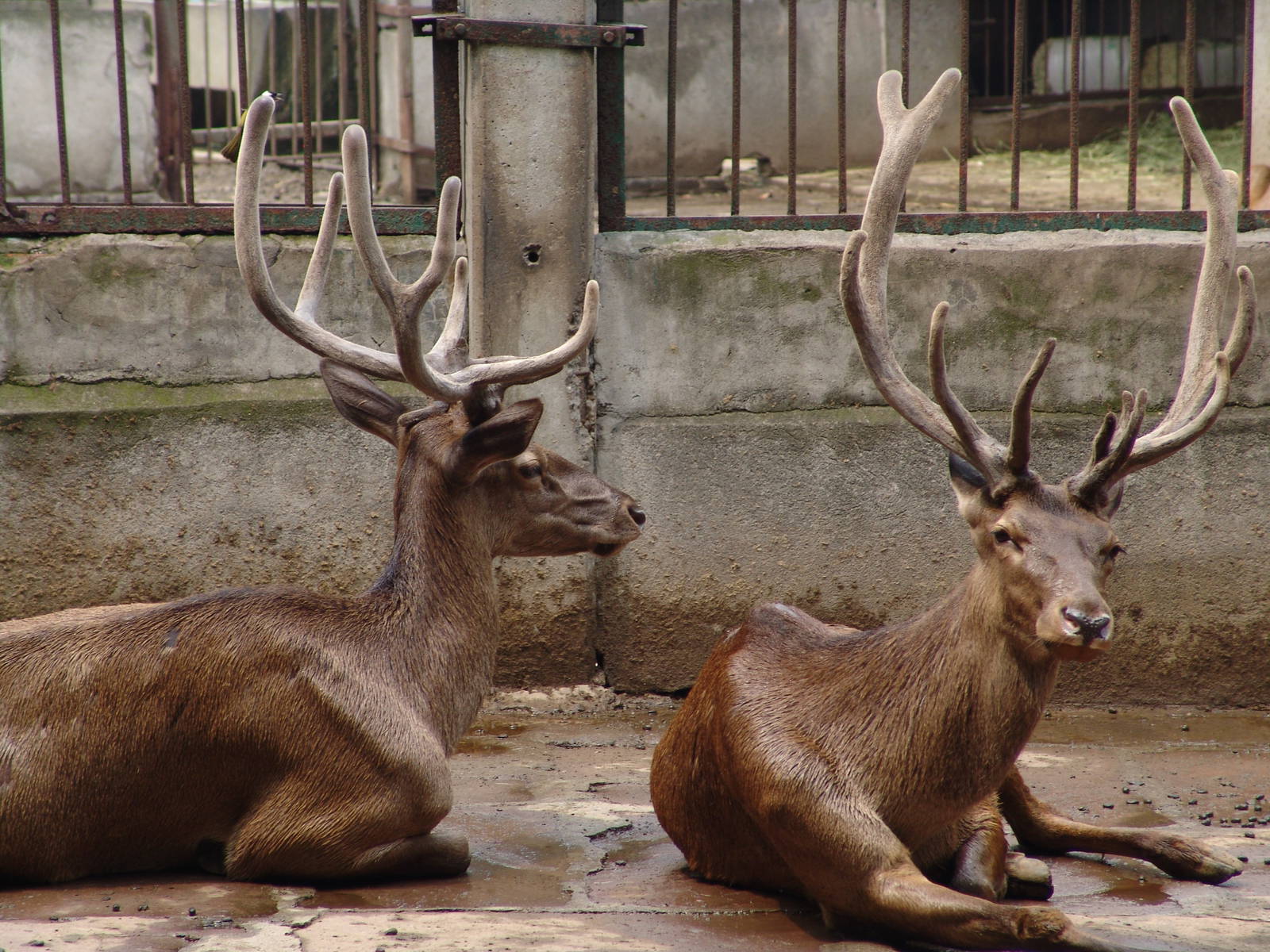 Red Deer (Cervus elaphus yarkandensis ?) from XinJiang?