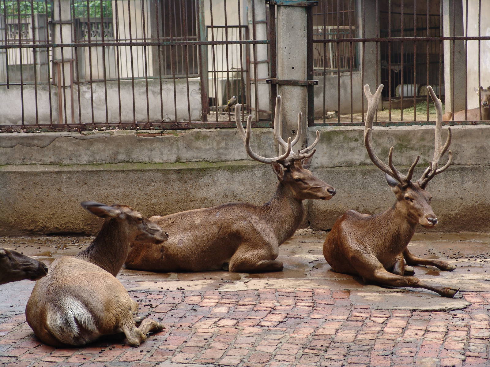 Red Deer (Cervus elaphus yarkandensis ?) from XinJiang?