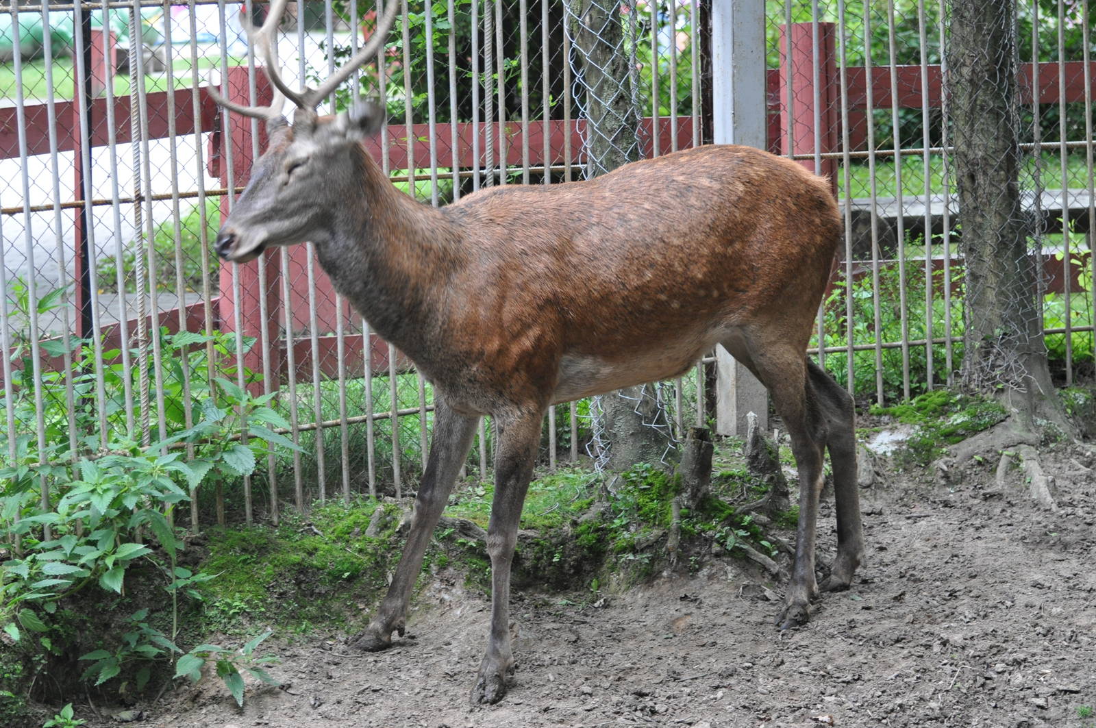 Red deer/ Cervus elaphus
