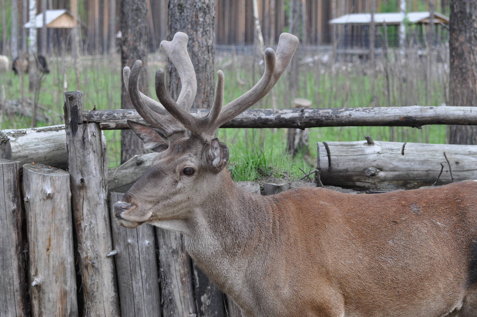 Red deer/ Cervus elaphus