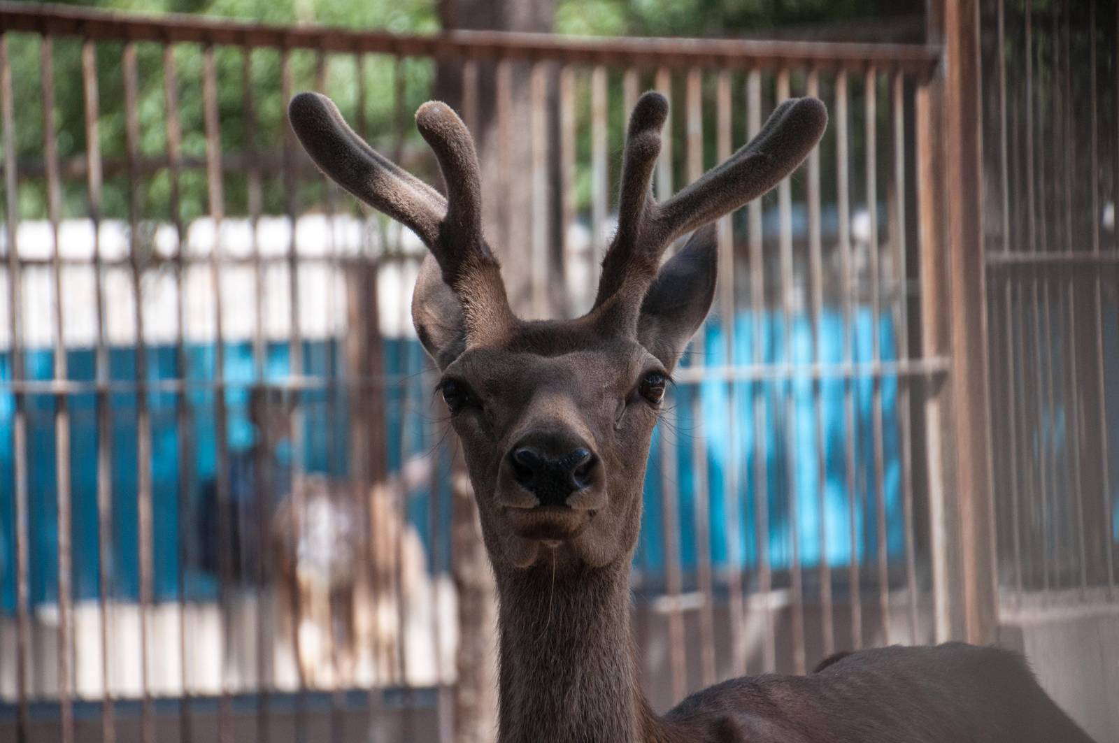 Red Deer - Cervus elaphus