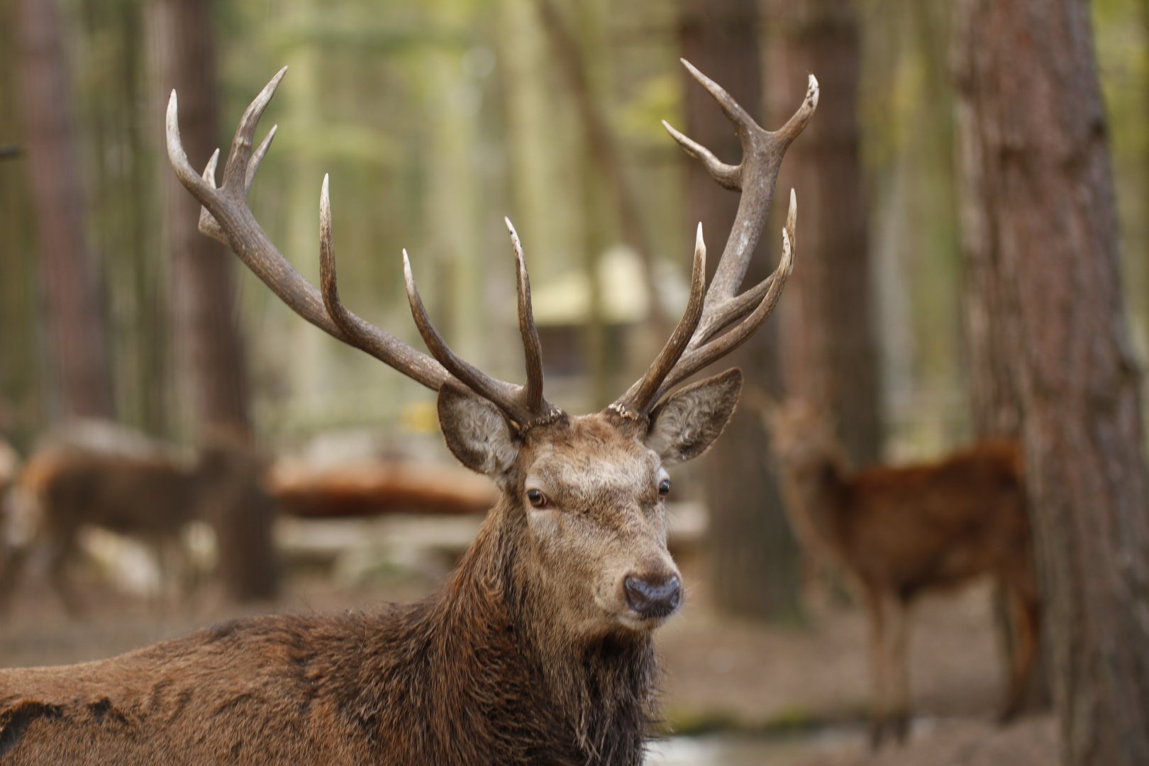 Red deer (Cervus elaphus)
