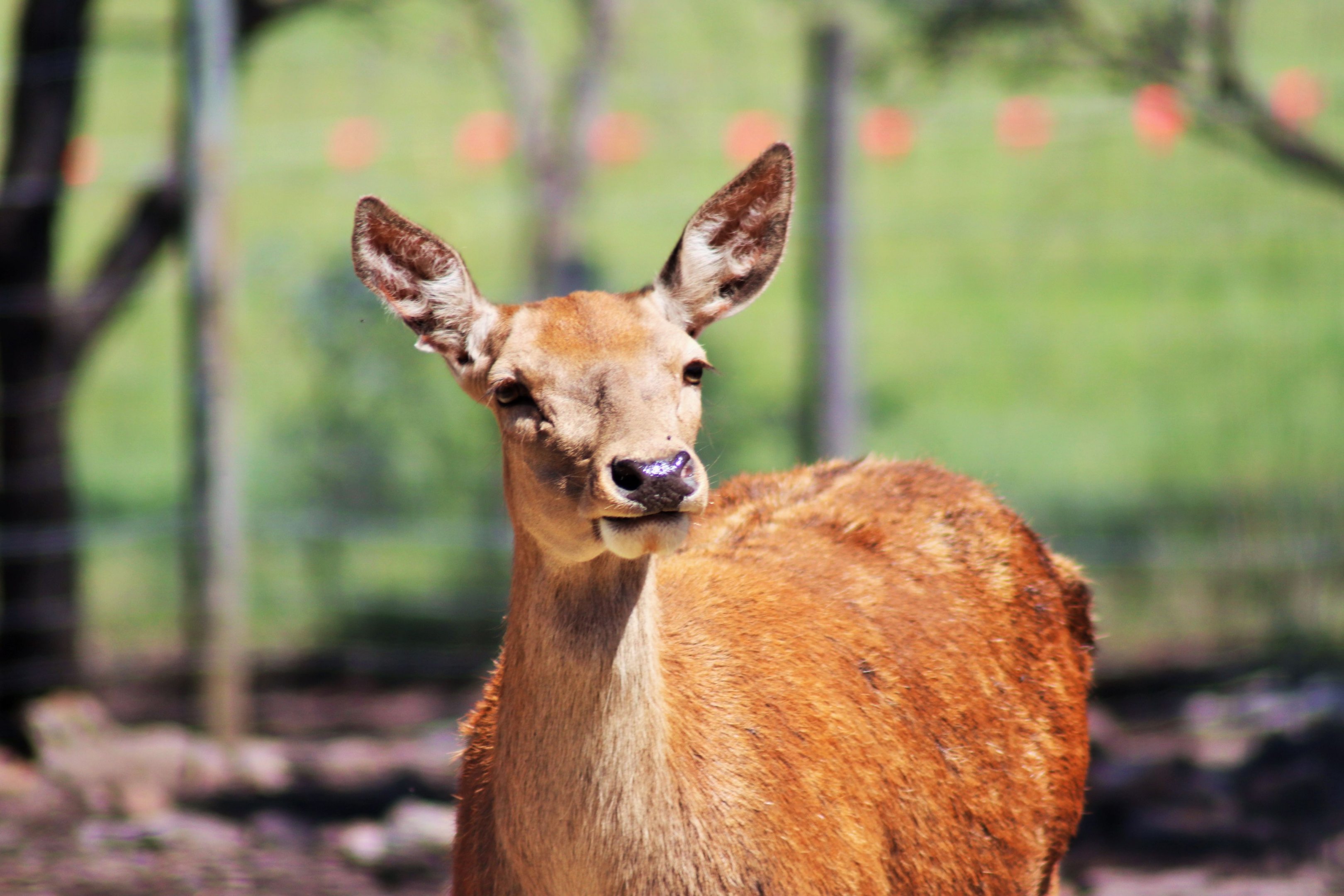 Red Deer (Cervus elaphus)