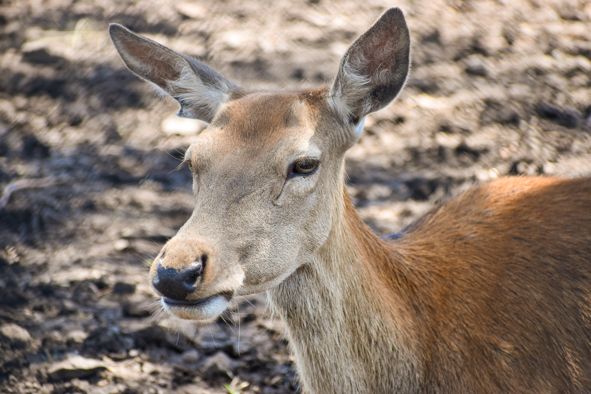 Red Deer (Cervus elaphus)